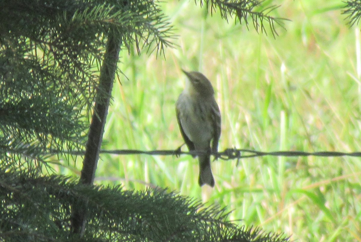 Yellow-rumped Warbler - ML623934353