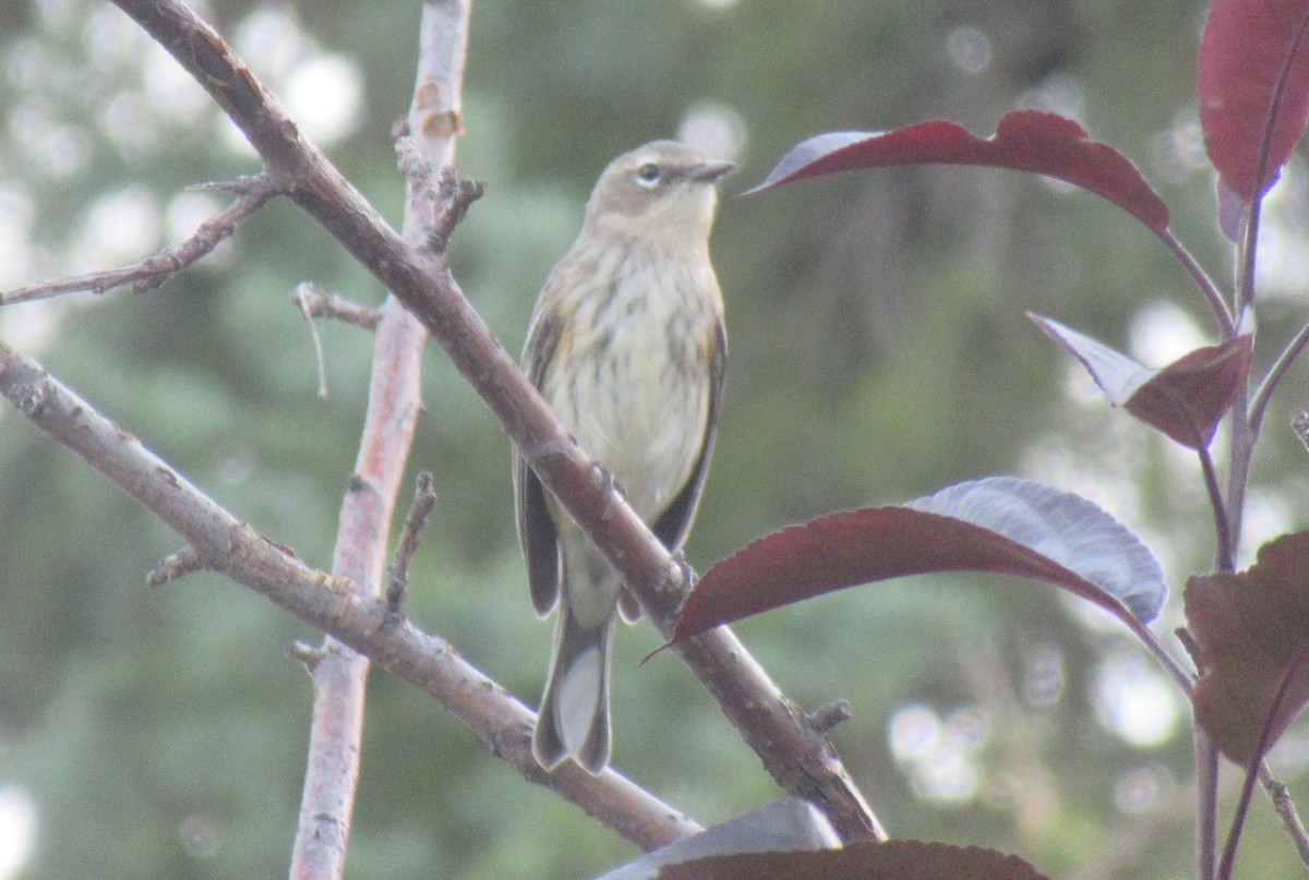 Yellow-rumped Warbler - ML623934354