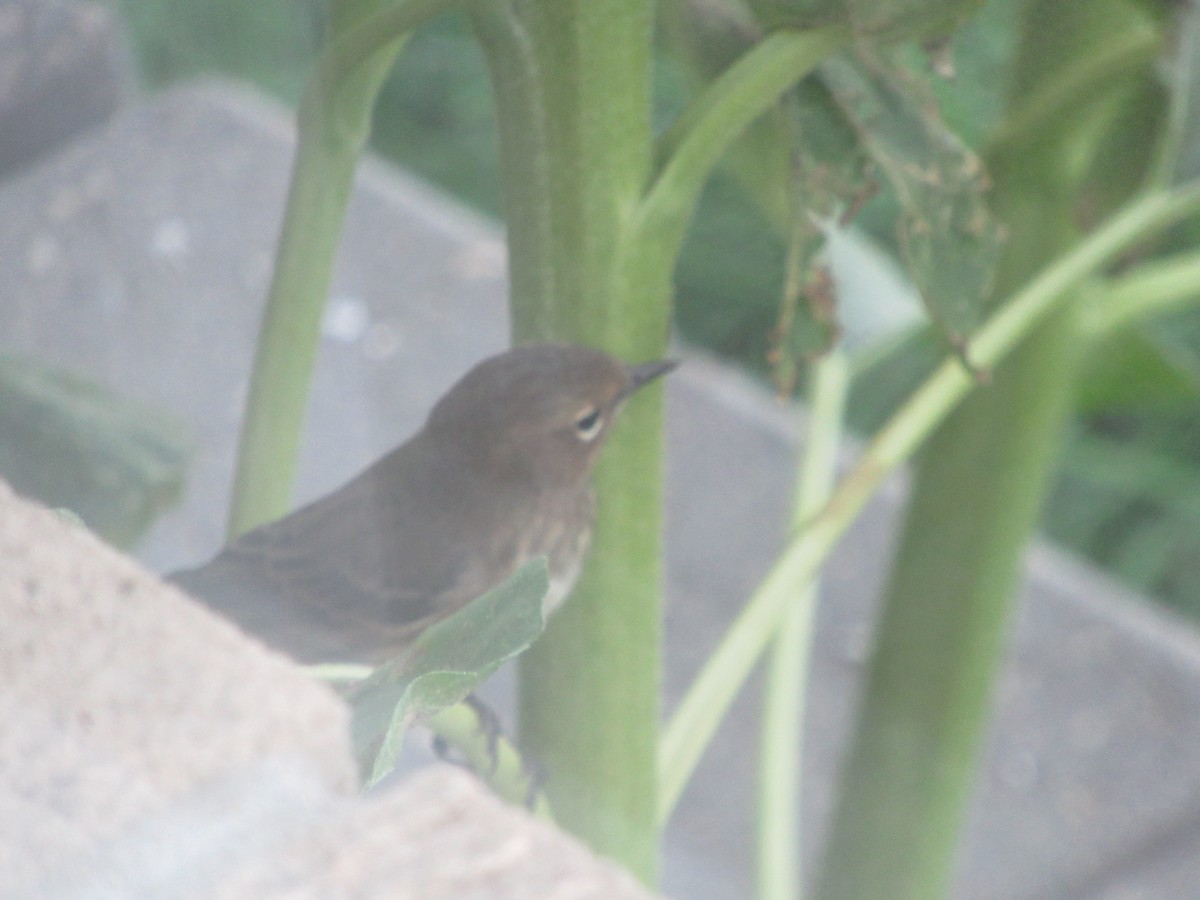 Yellow-rumped Warbler - ML623934355