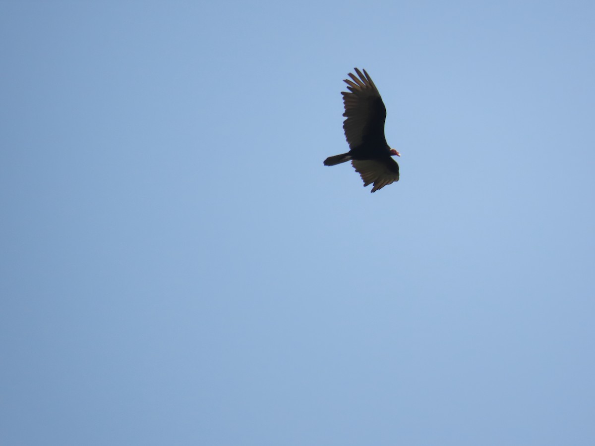 Turkey Vulture - ML623934367