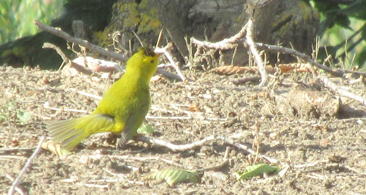 Wilson's Warbler - ML623934369