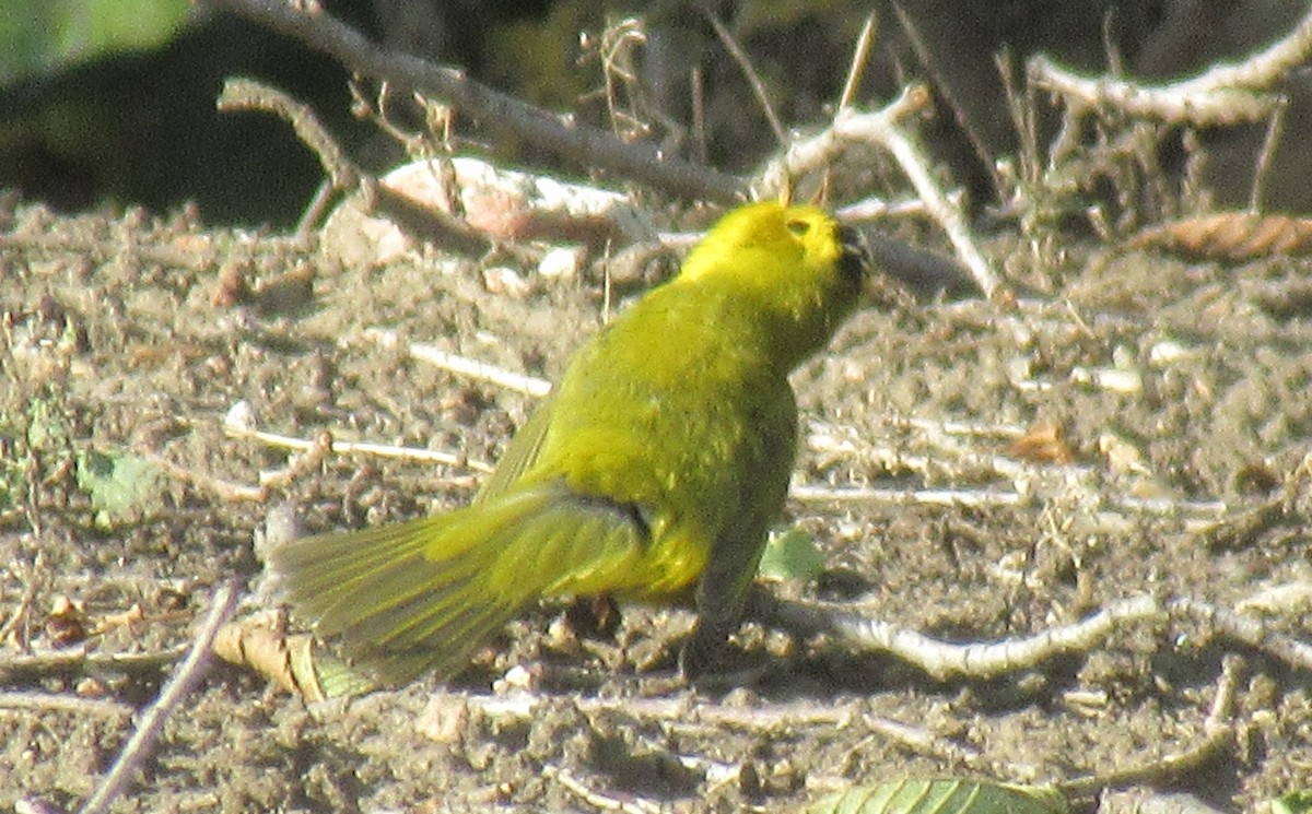 Wilson's Warbler - ML623934370