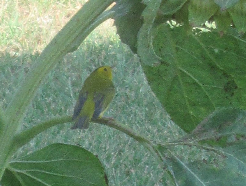 Wilson's Warbler - ML623934371