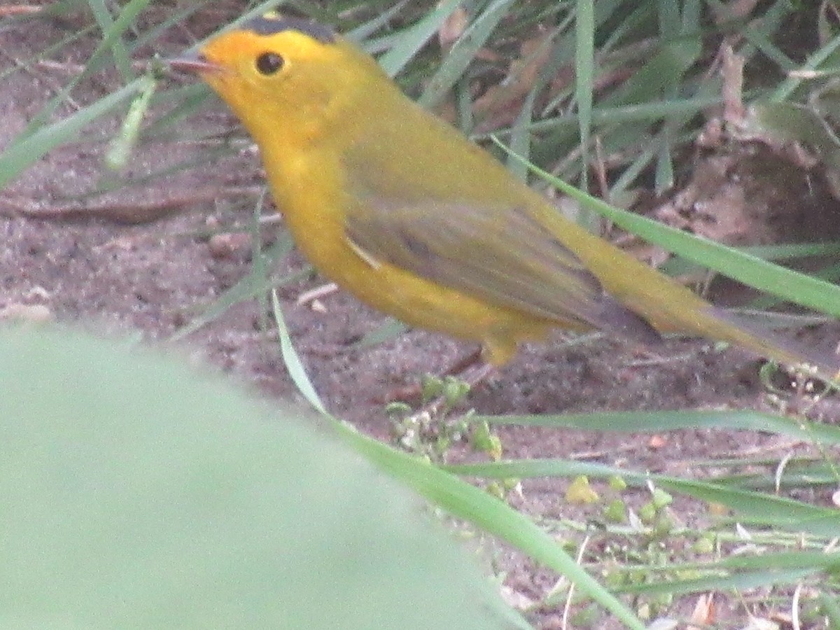 Wilson's Warbler - ML623934372