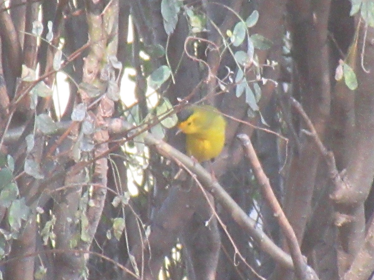 Wilson's Warbler - ML623934373