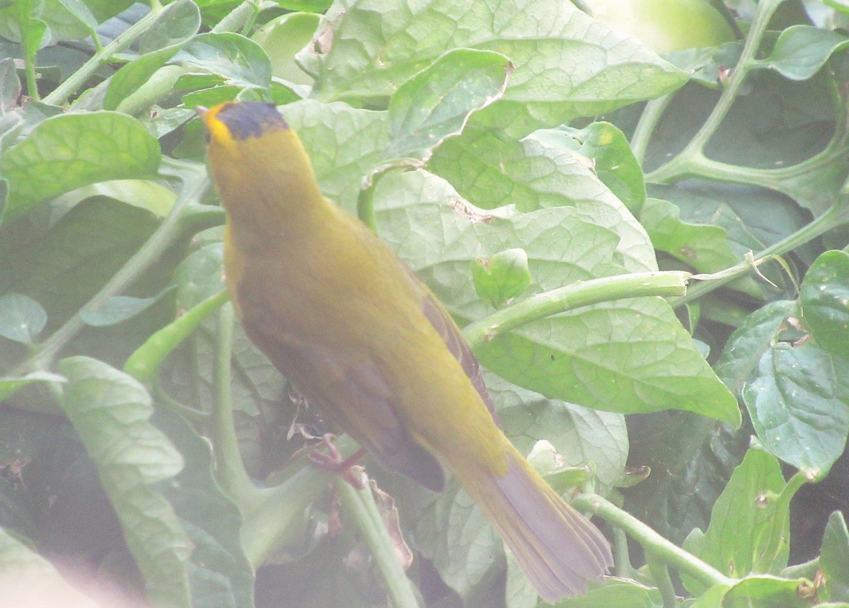 Wilson's Warbler - ML623934374