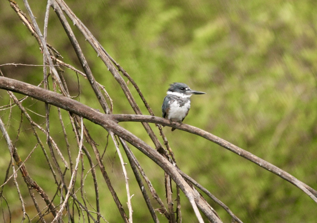 Belted Kingfisher - ML623934378