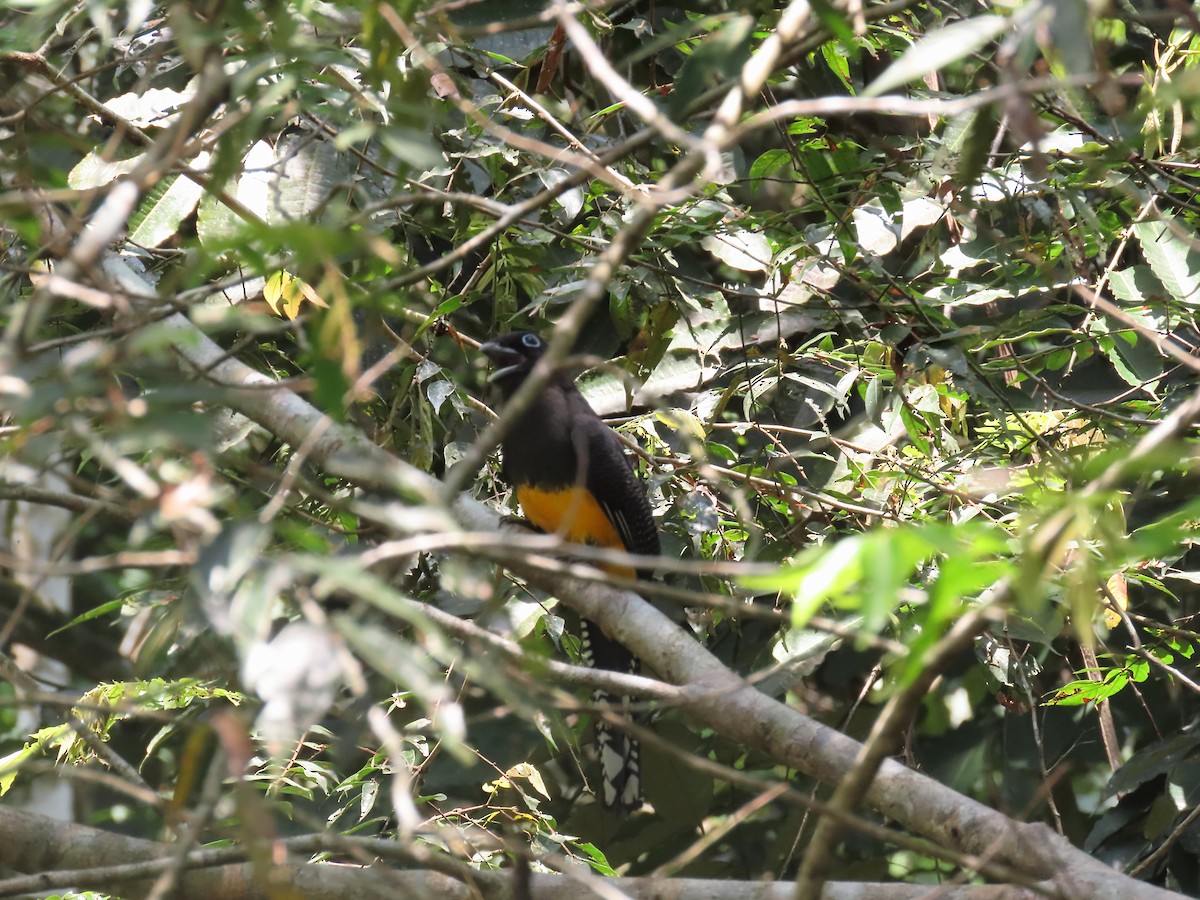 Green-backed Trogon - ML623934379