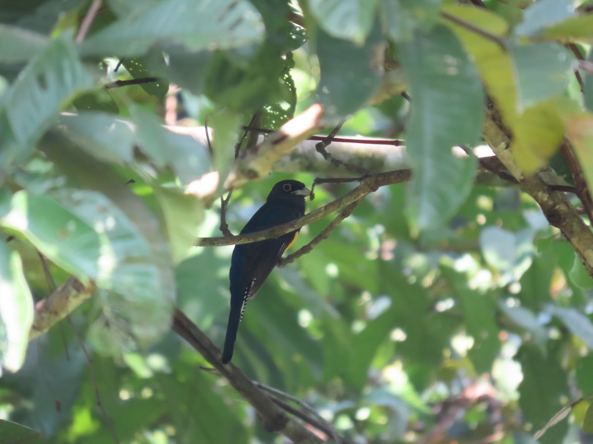 Amazonian Trogon - ML623934383