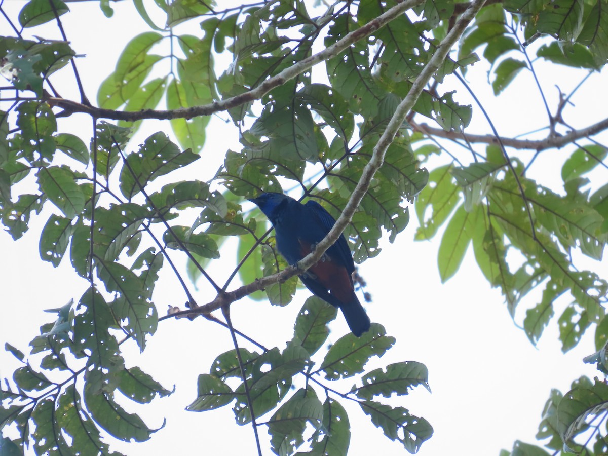 Opal-rumped Tanager - ML623934387