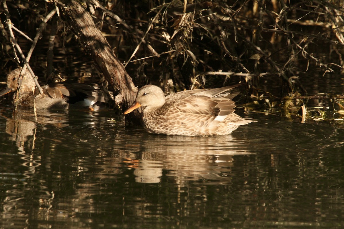 Gadwall - ML623934388