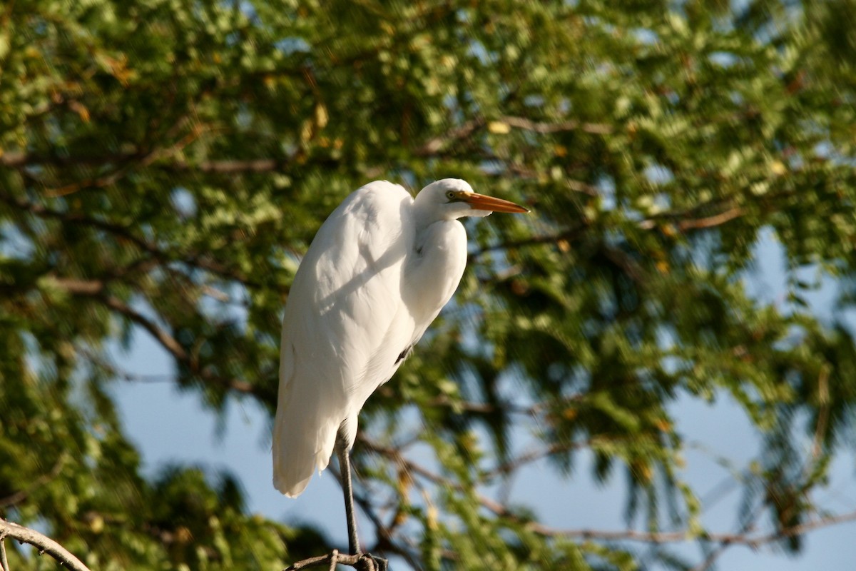 Great Egret - ML623934393