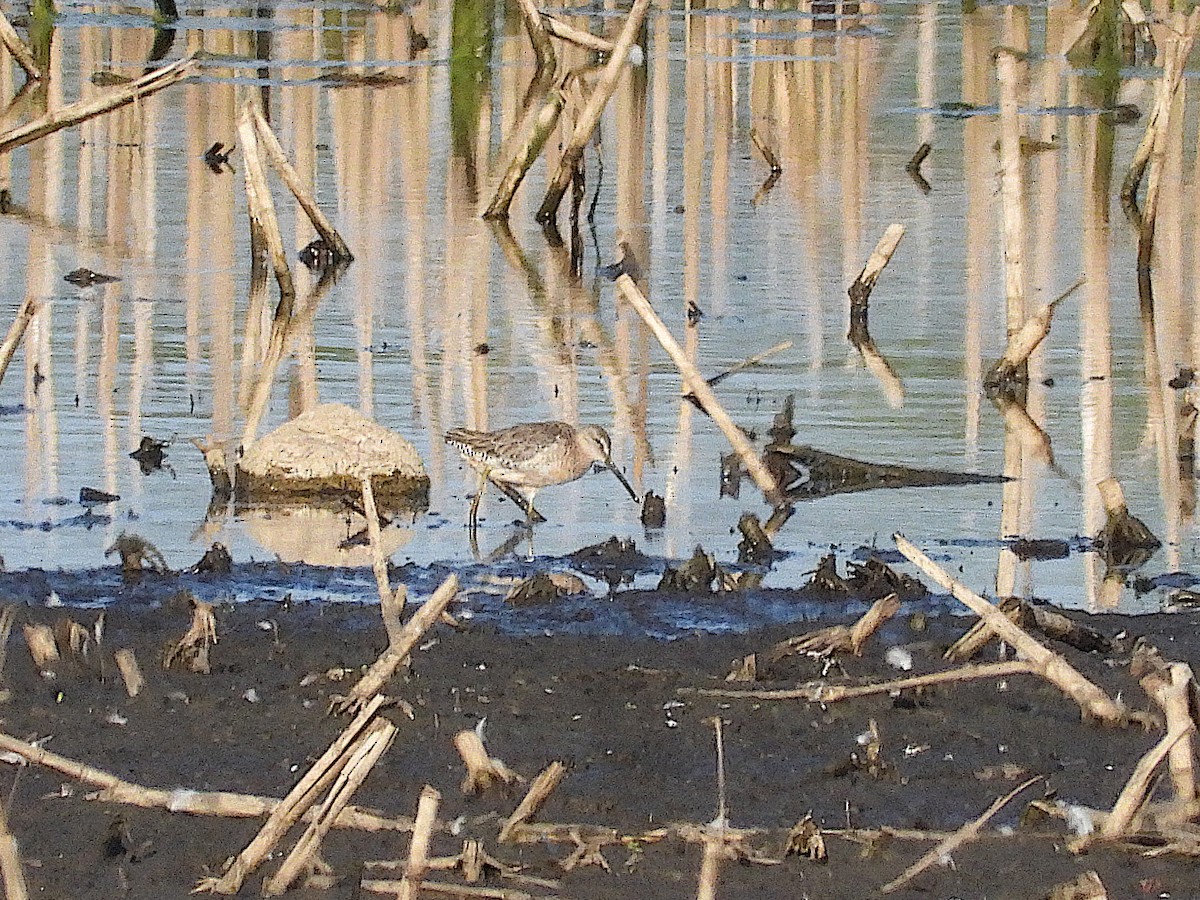 Short-billed Dowitcher - ML623934398