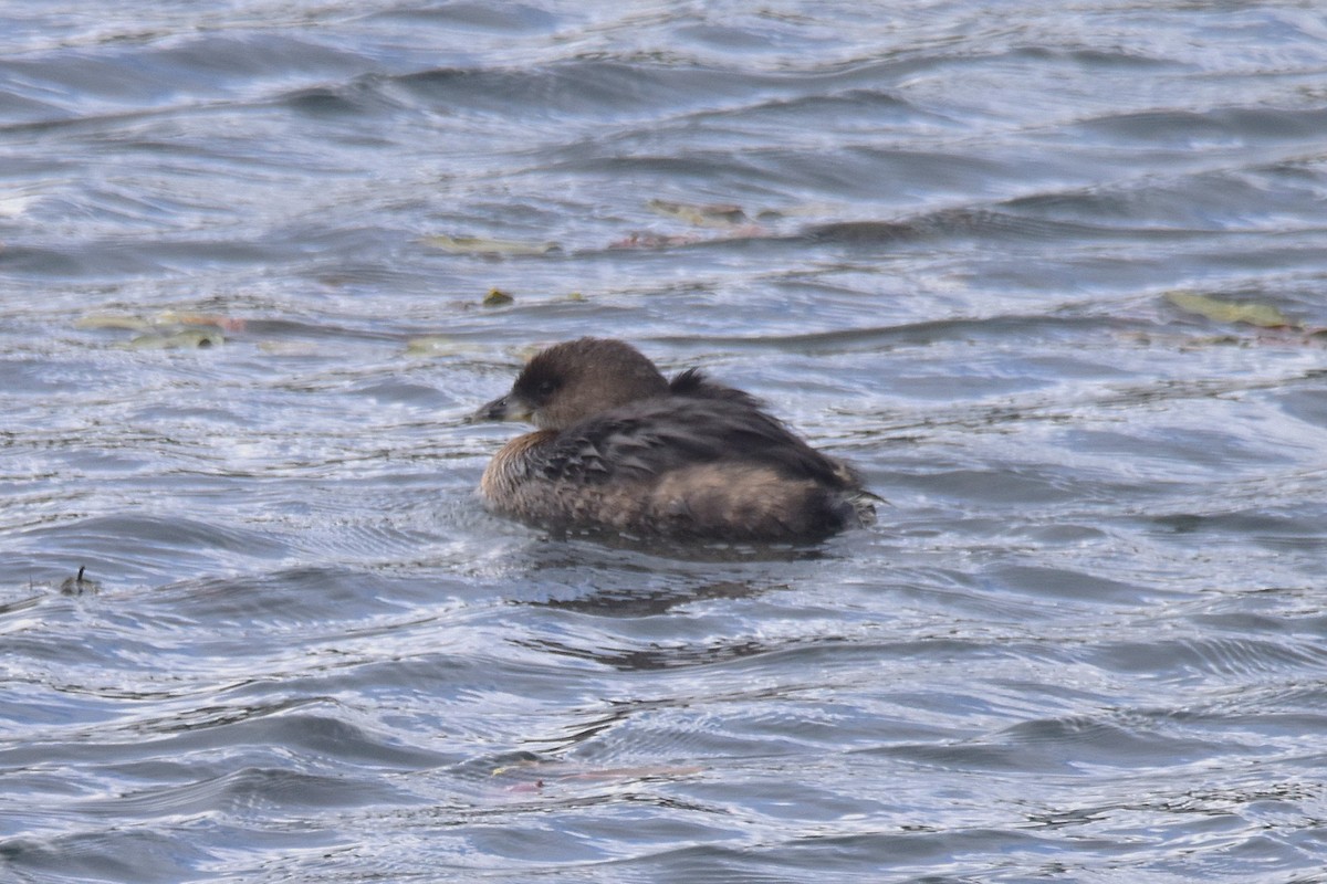 Pied-billed Grebe - ML623934406