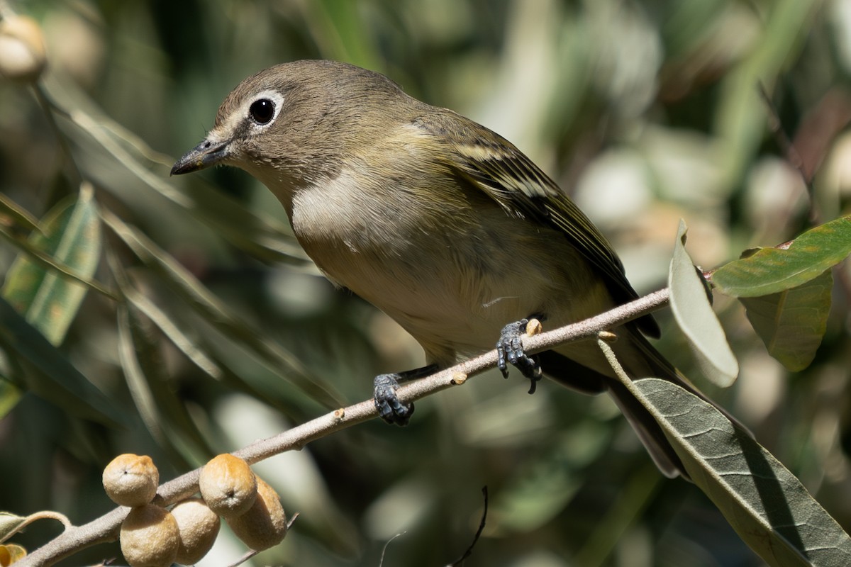 Cassin's Vireo - ML623934411