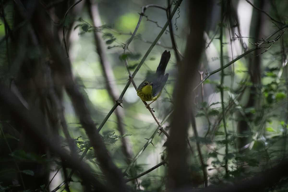 Paruline du Canada - ML623934432