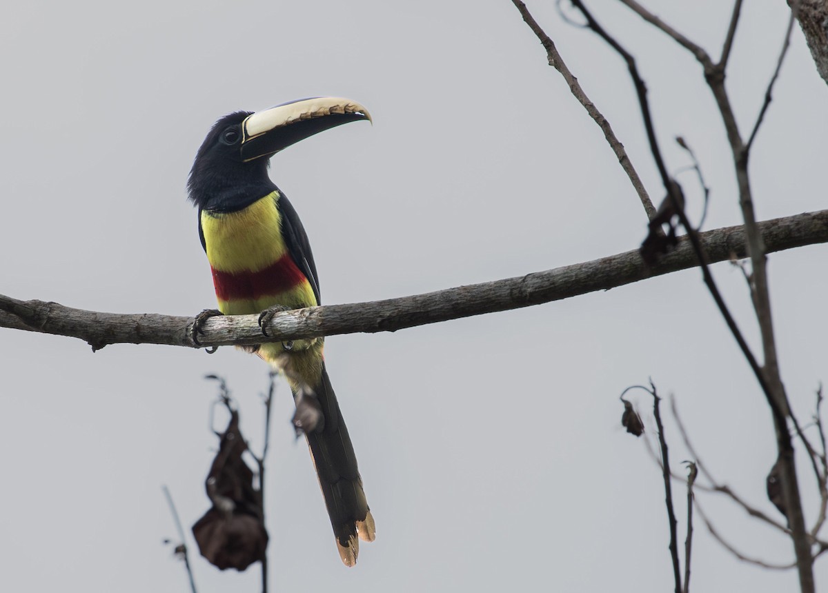 Black-necked Aracari - ML623934435