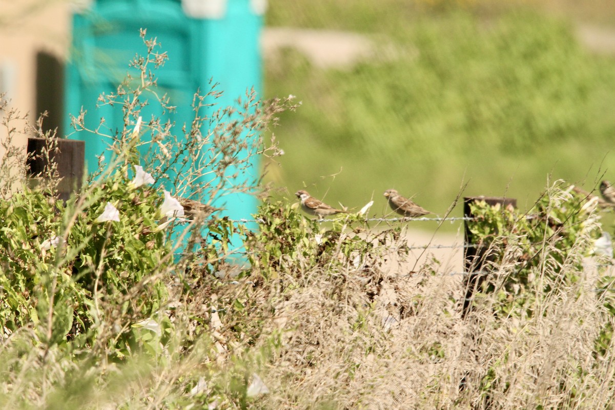 Eurasian Tree Sparrow - ML623934446