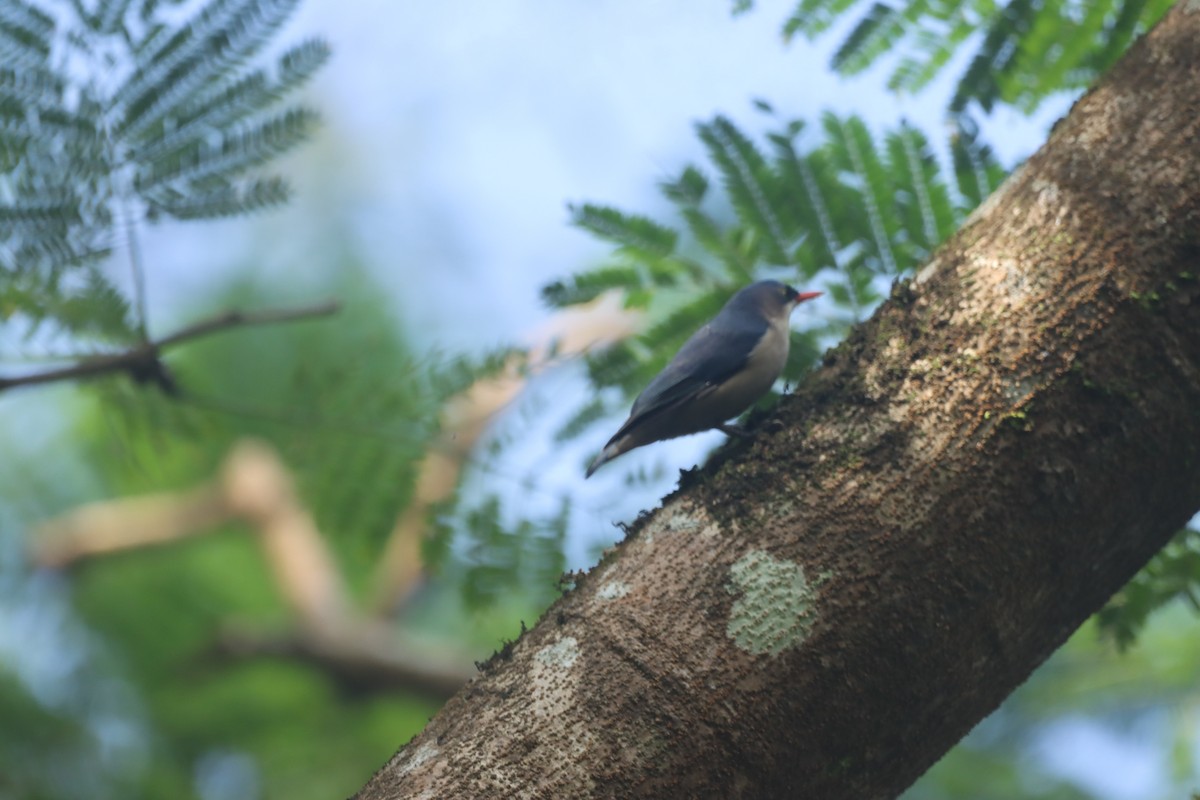 Velvet-fronted Nuthatch - ML623934482