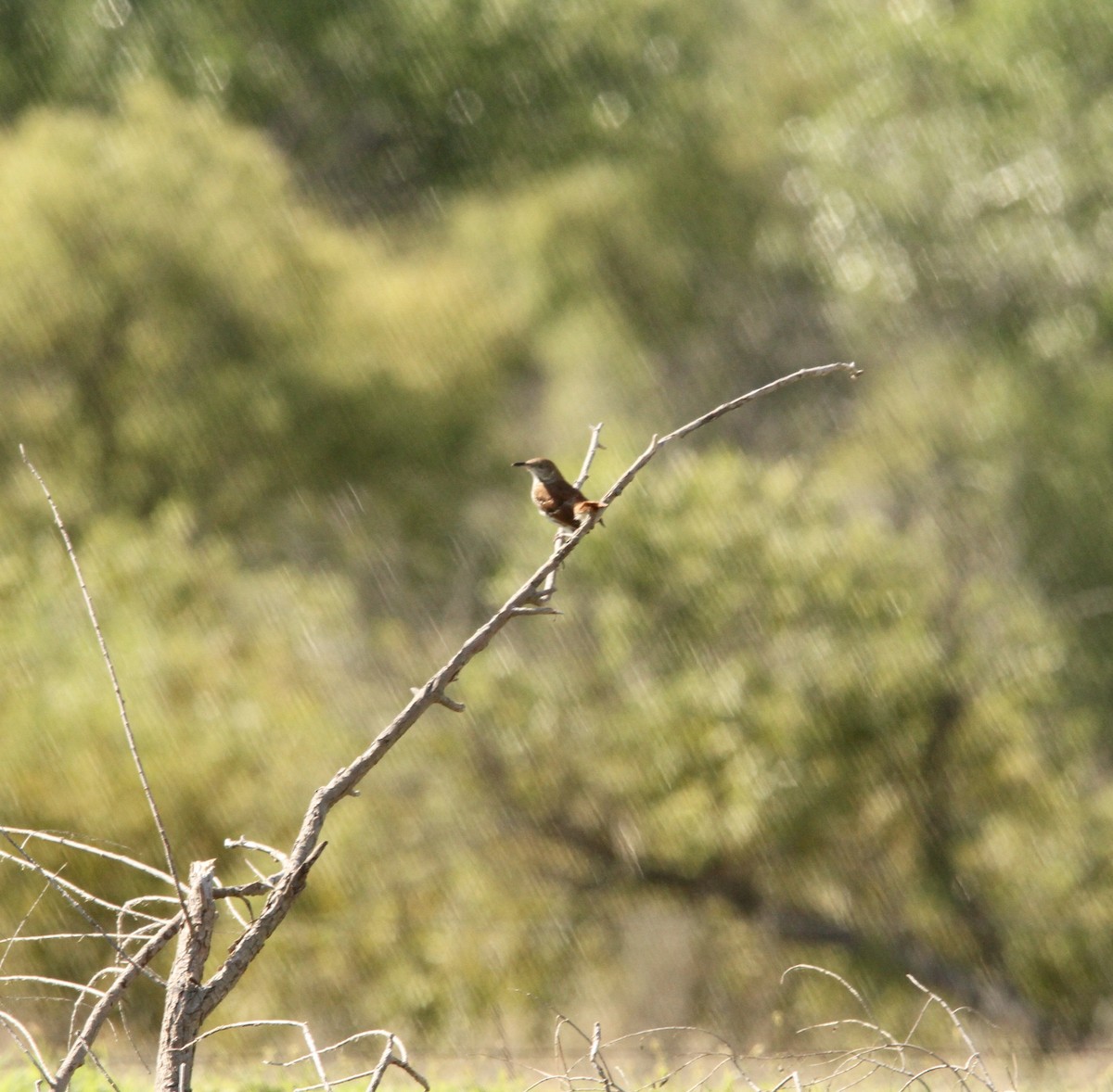 Brown Thrasher - ML623934489