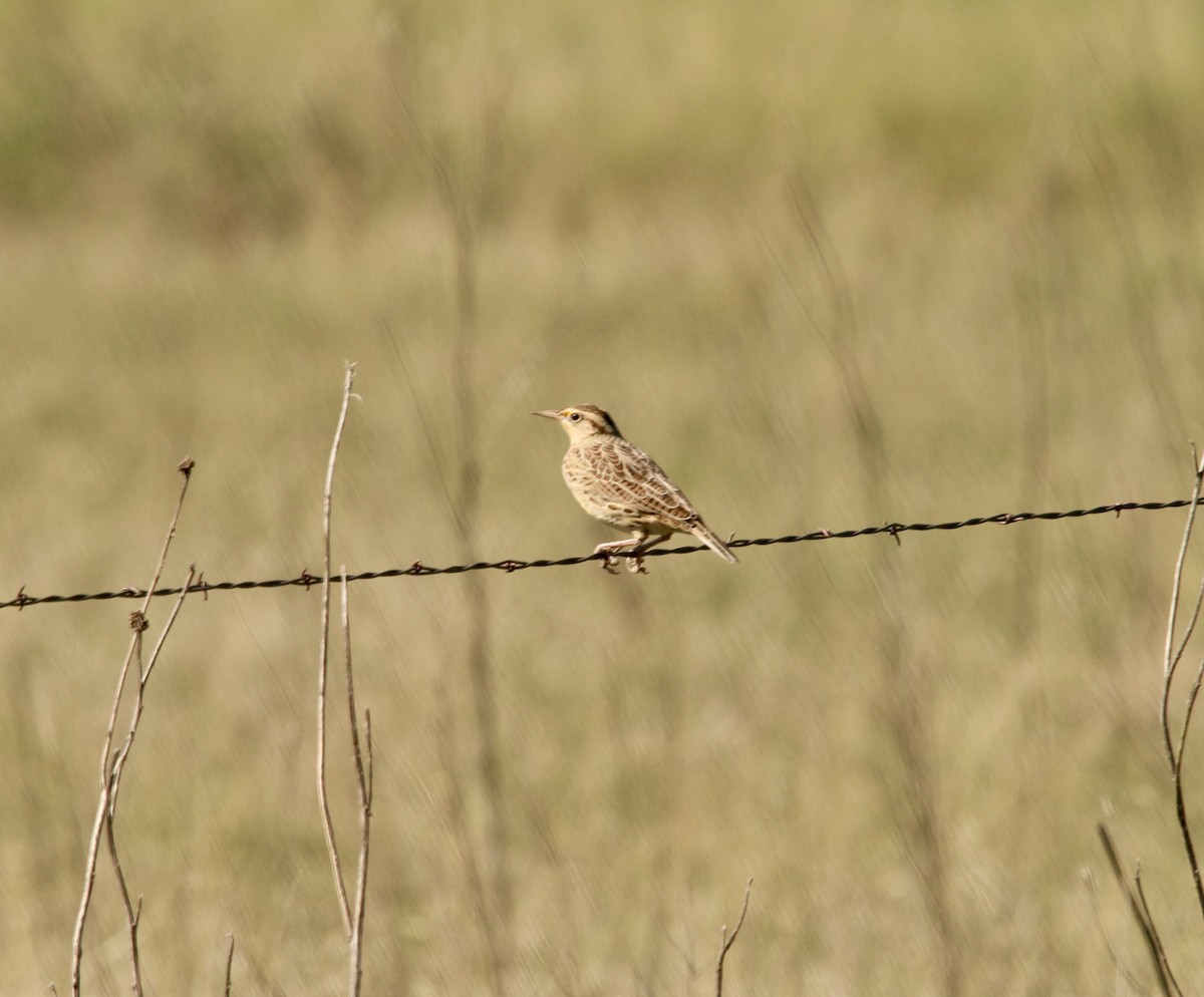 Western Meadowlark - ML623934494