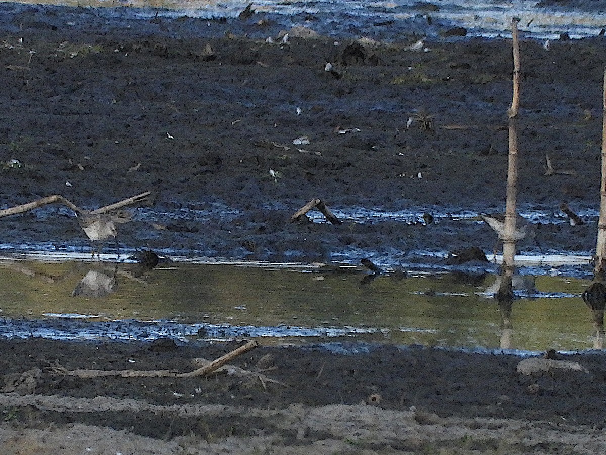 Stilt Sandpiper - ML623934517