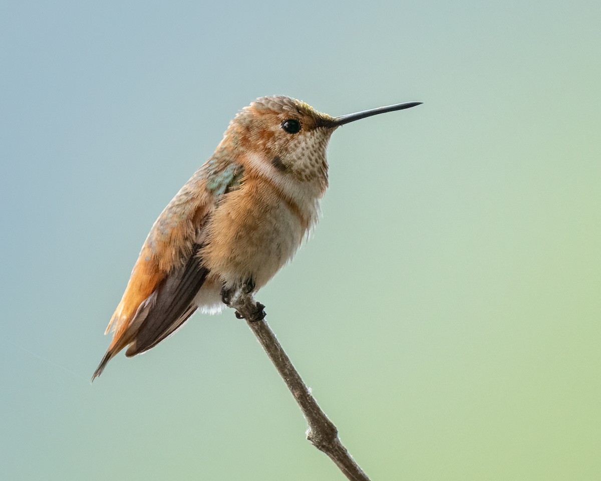 Allen's Hummingbird - ML623934522