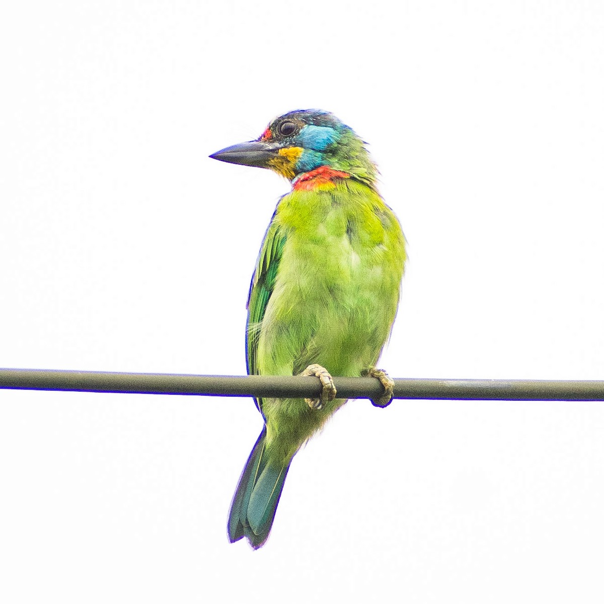 Taiwan Barbet - ML623934539