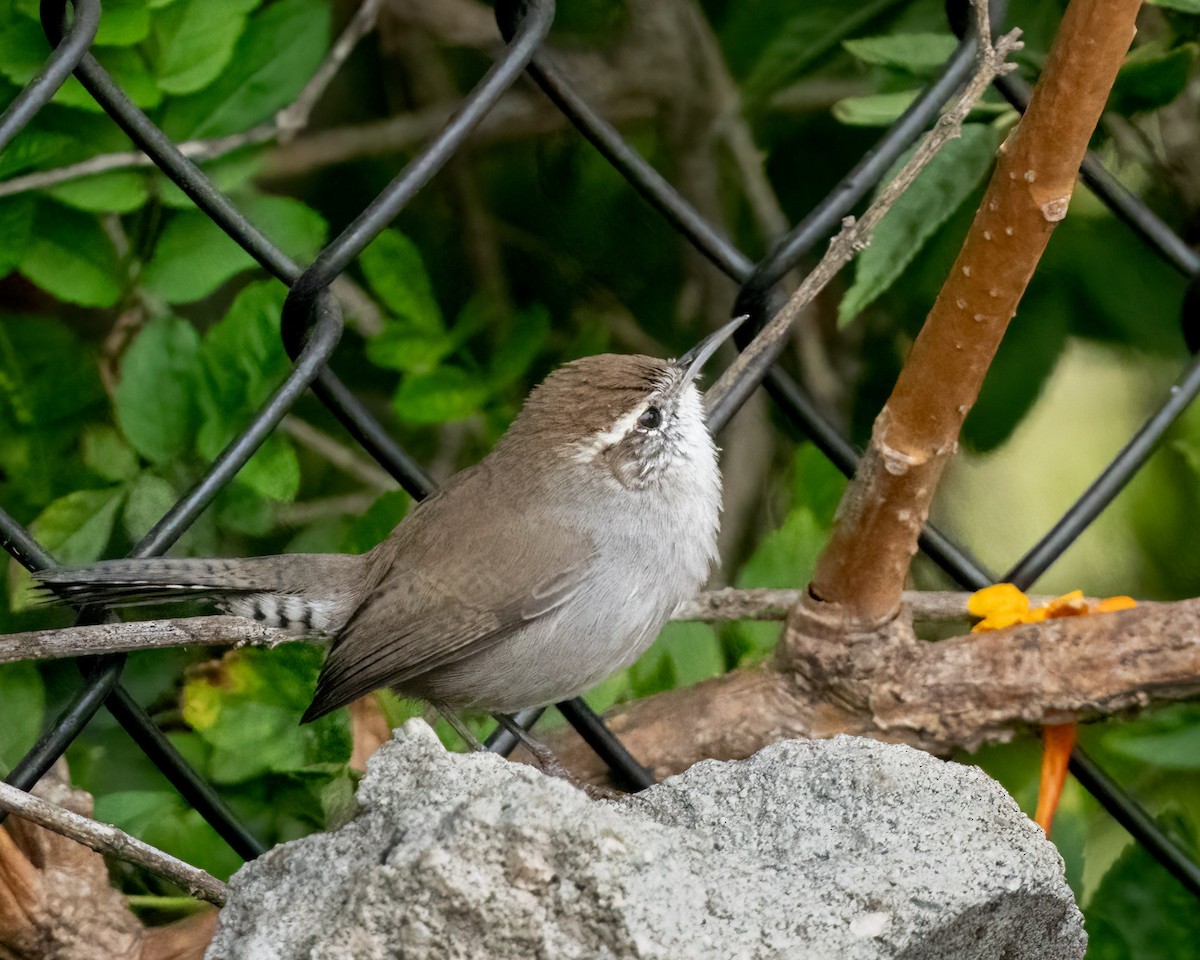 Bewick's Wren - ML623934541