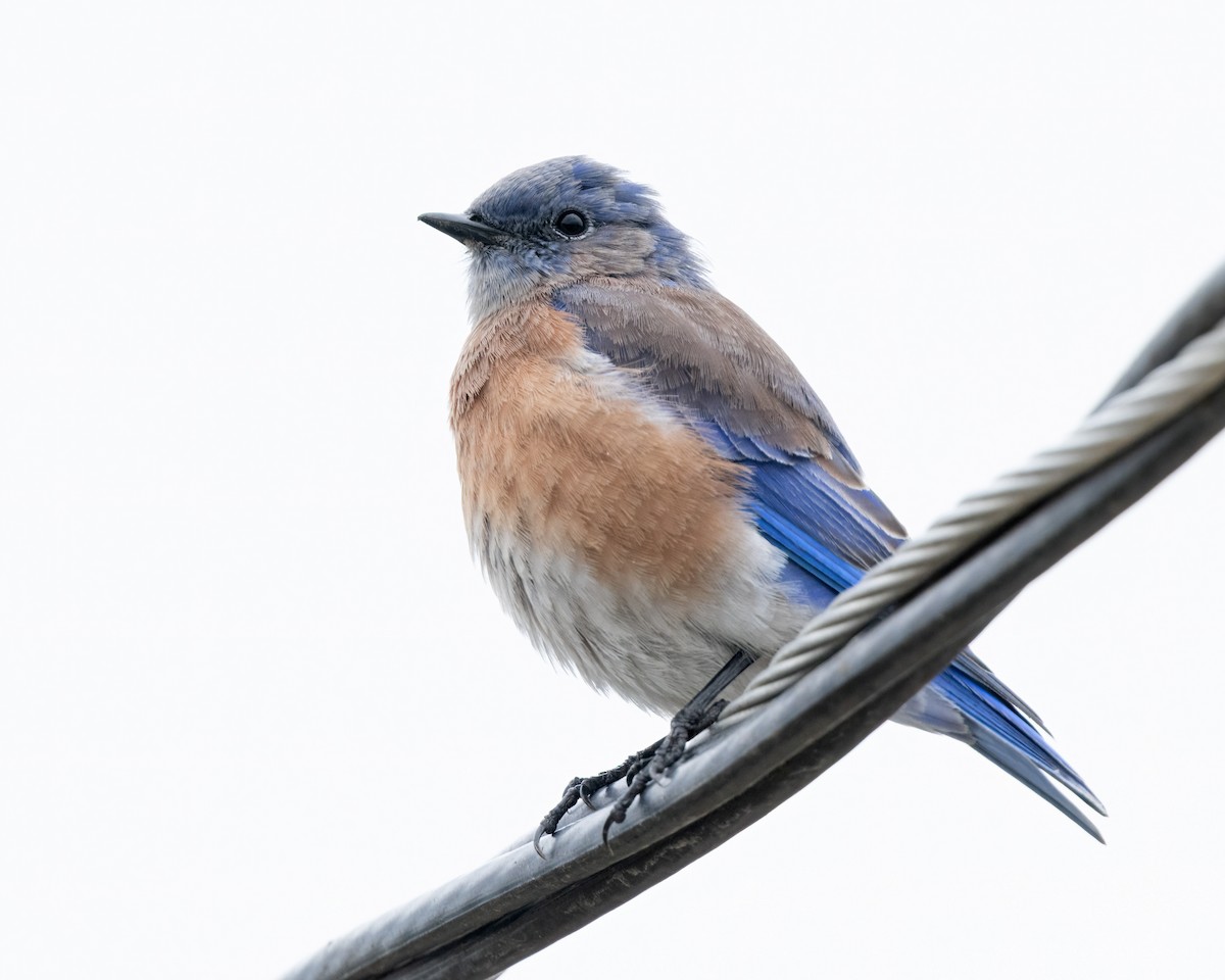 Western Bluebird - ML623934543