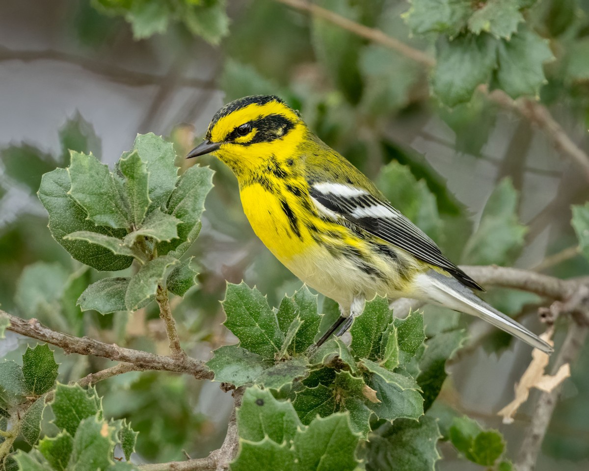 Townsend's Warbler - ML623934550