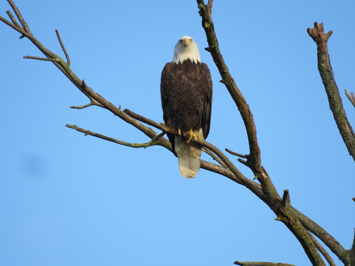 Bald Eagle - ML623934559