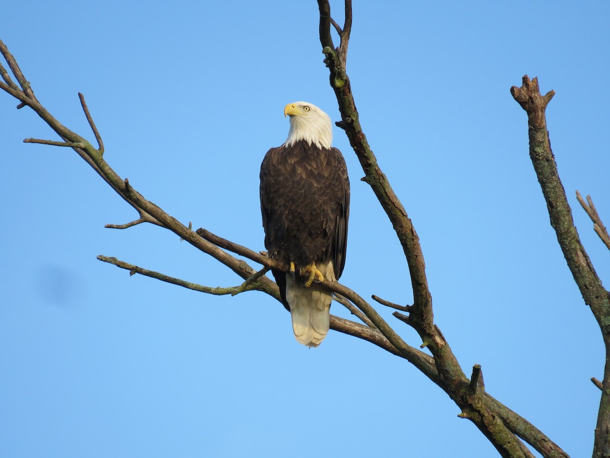 Bald Eagle - ML623934560