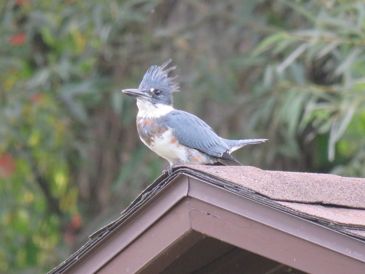 Belted Kingfisher - ML623934571