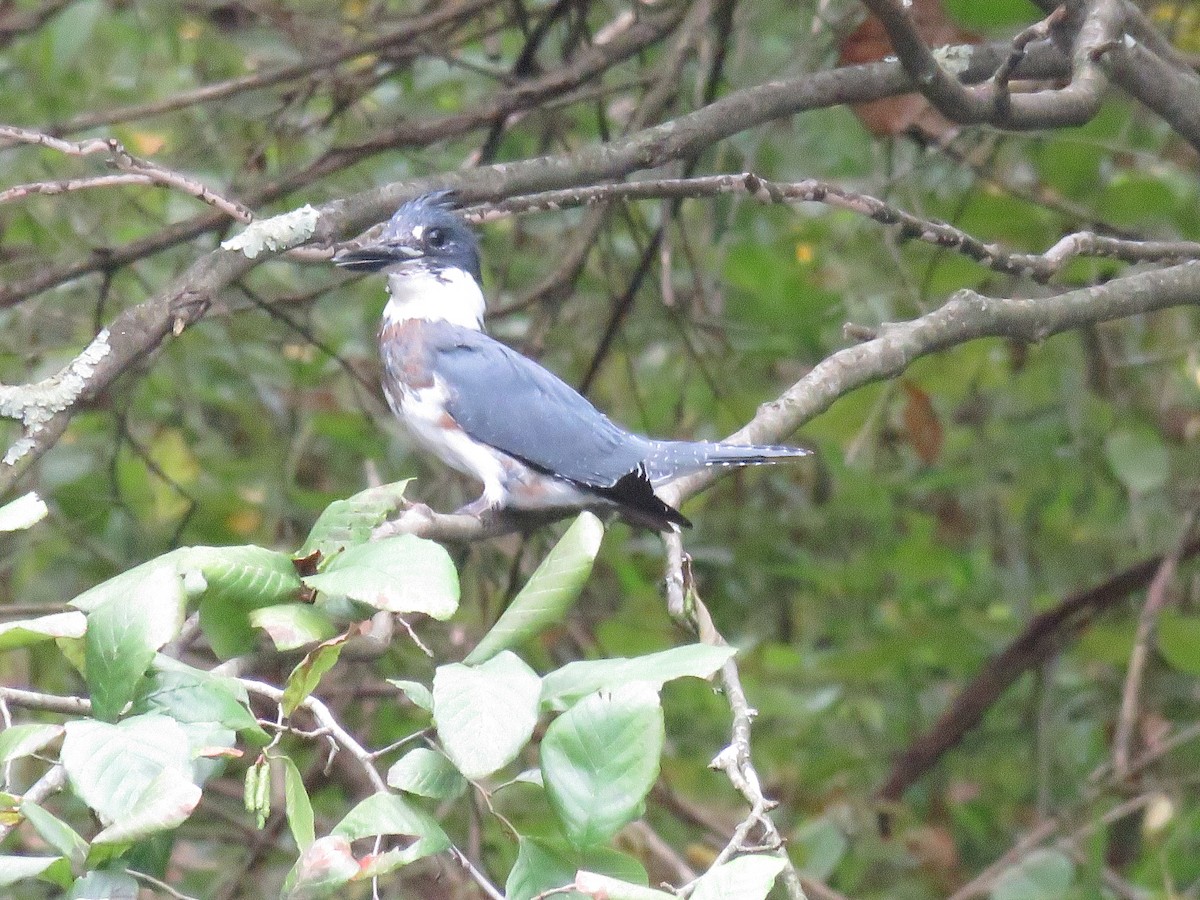 Belted Kingfisher - ML623934579