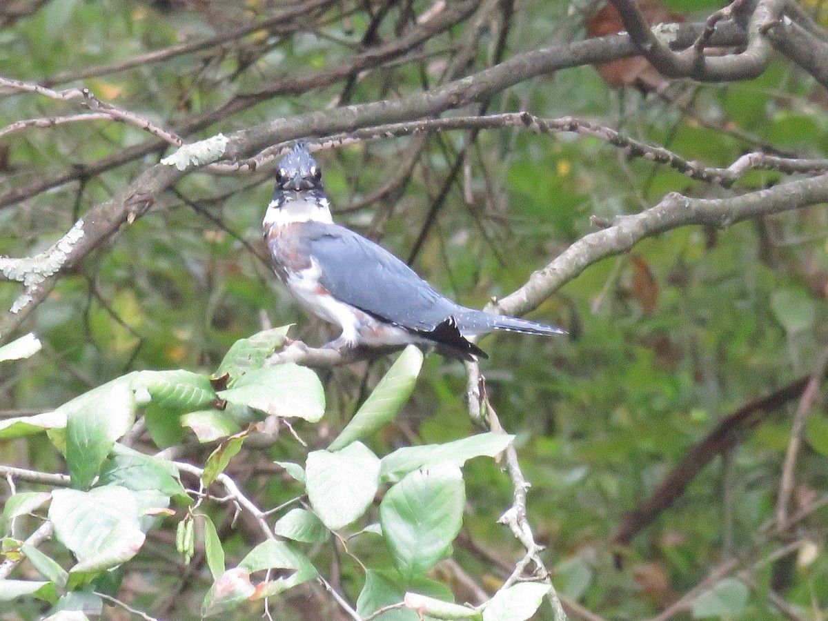 Belted Kingfisher - ML623934580