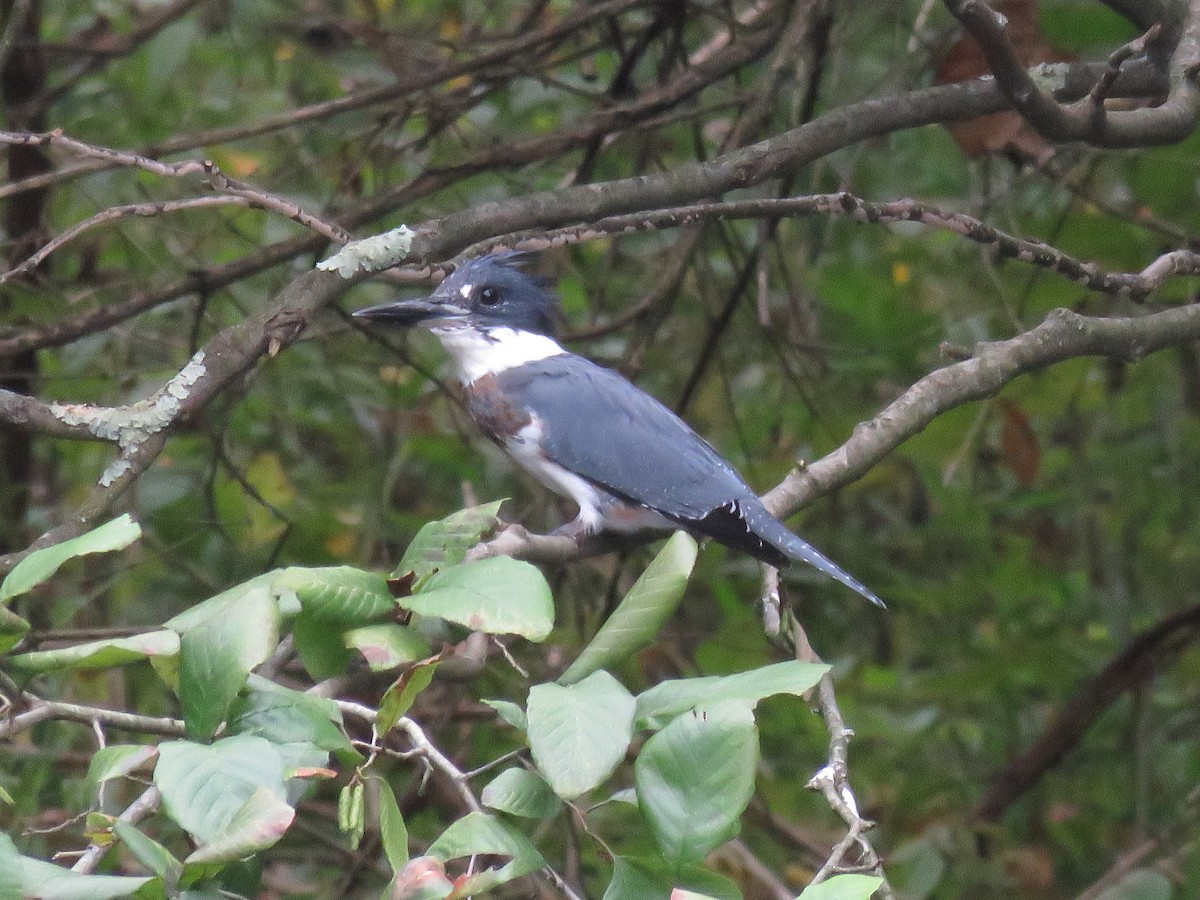 Belted Kingfisher - ML623934581