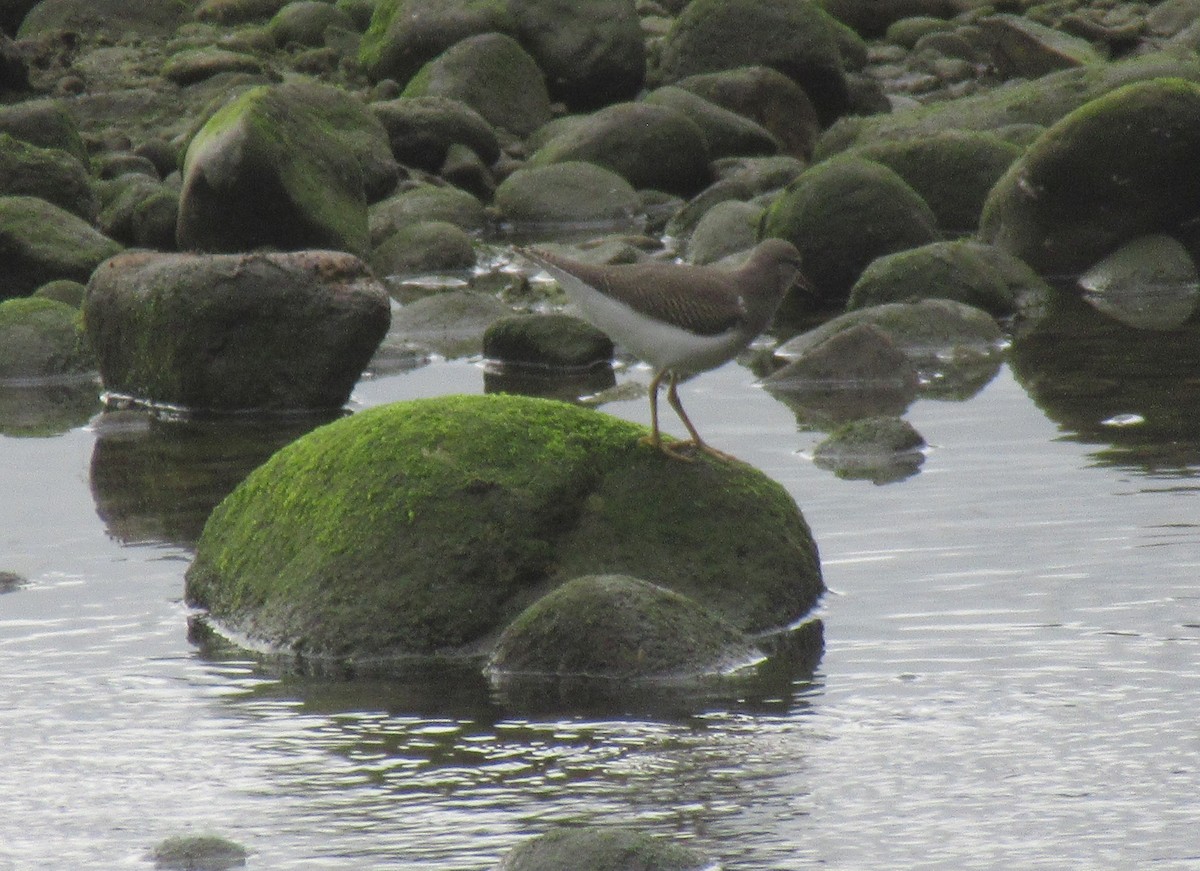 Spotted Sandpiper - Anonymous