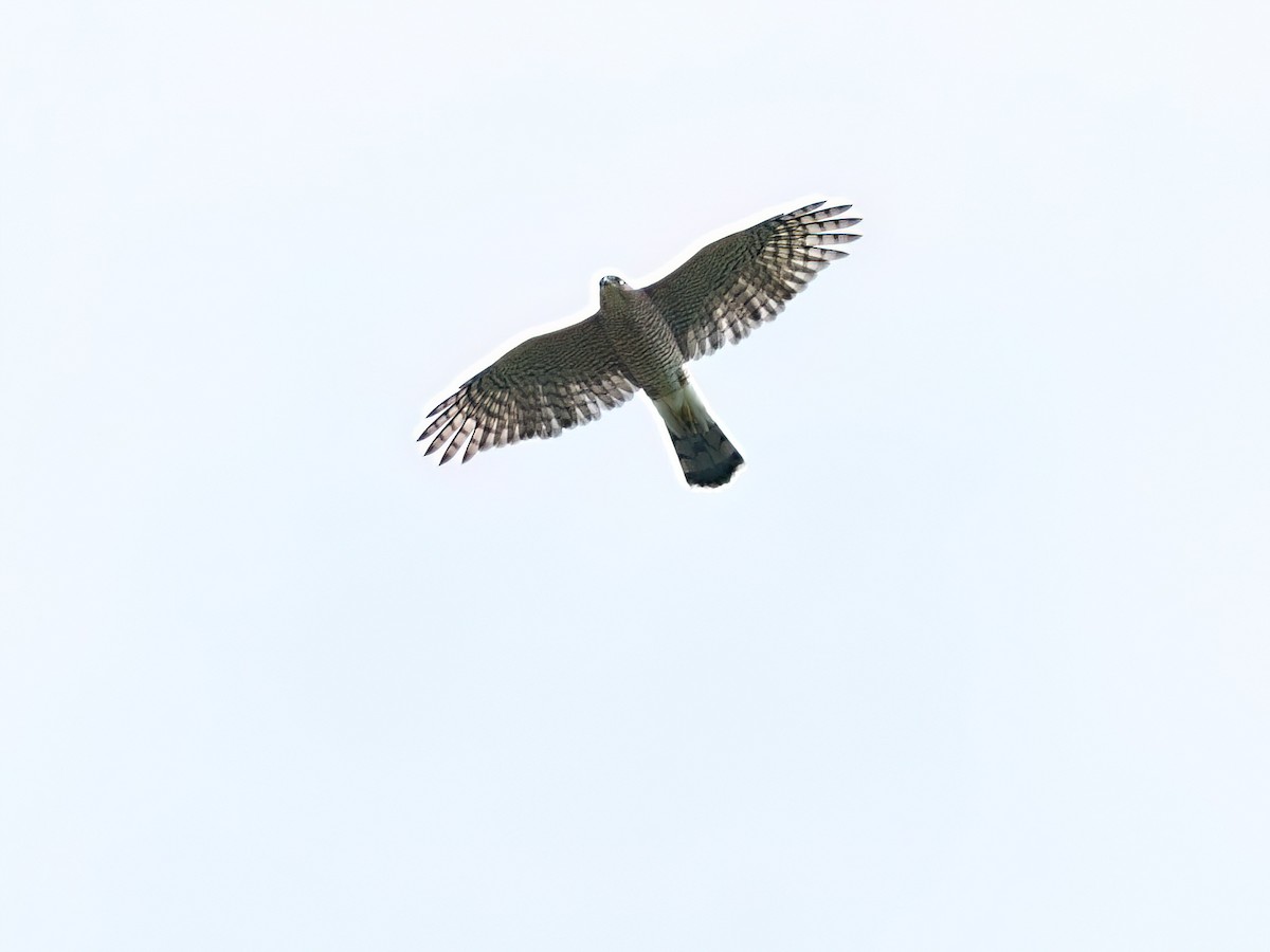 Cooper's Hawk - ML623934598