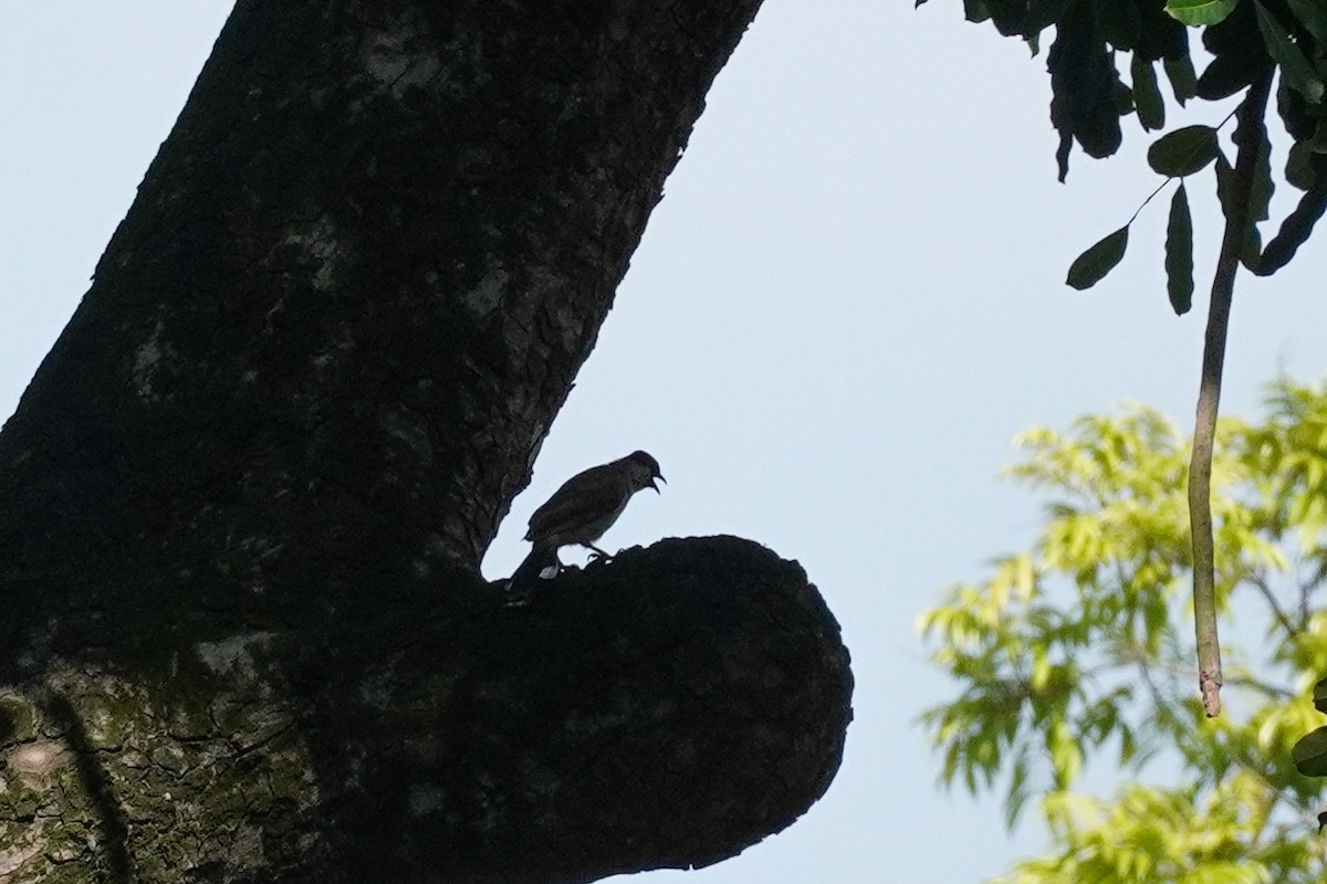 Sooty-headed Bulbul - ML623934603