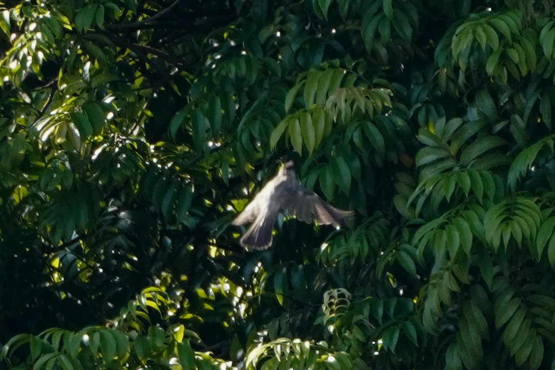 Sooty-headed Bulbul - ML623934604