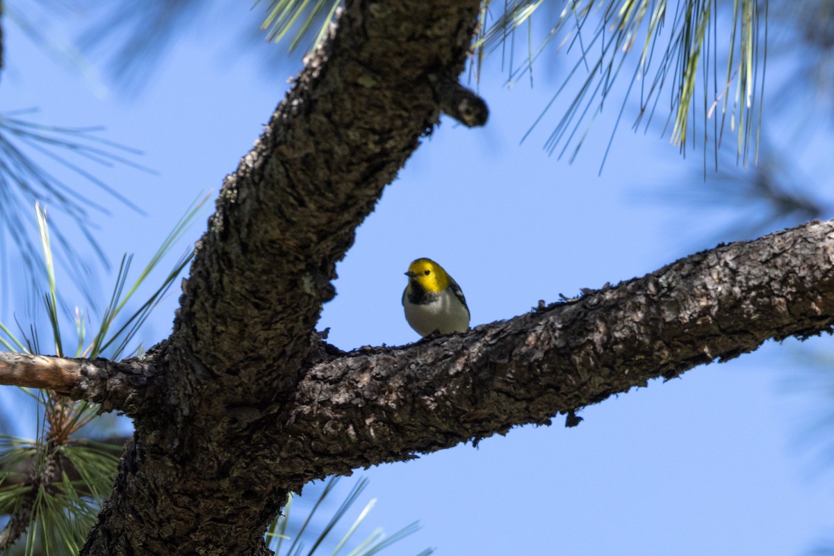 Hermit Warbler - Nancy Davis