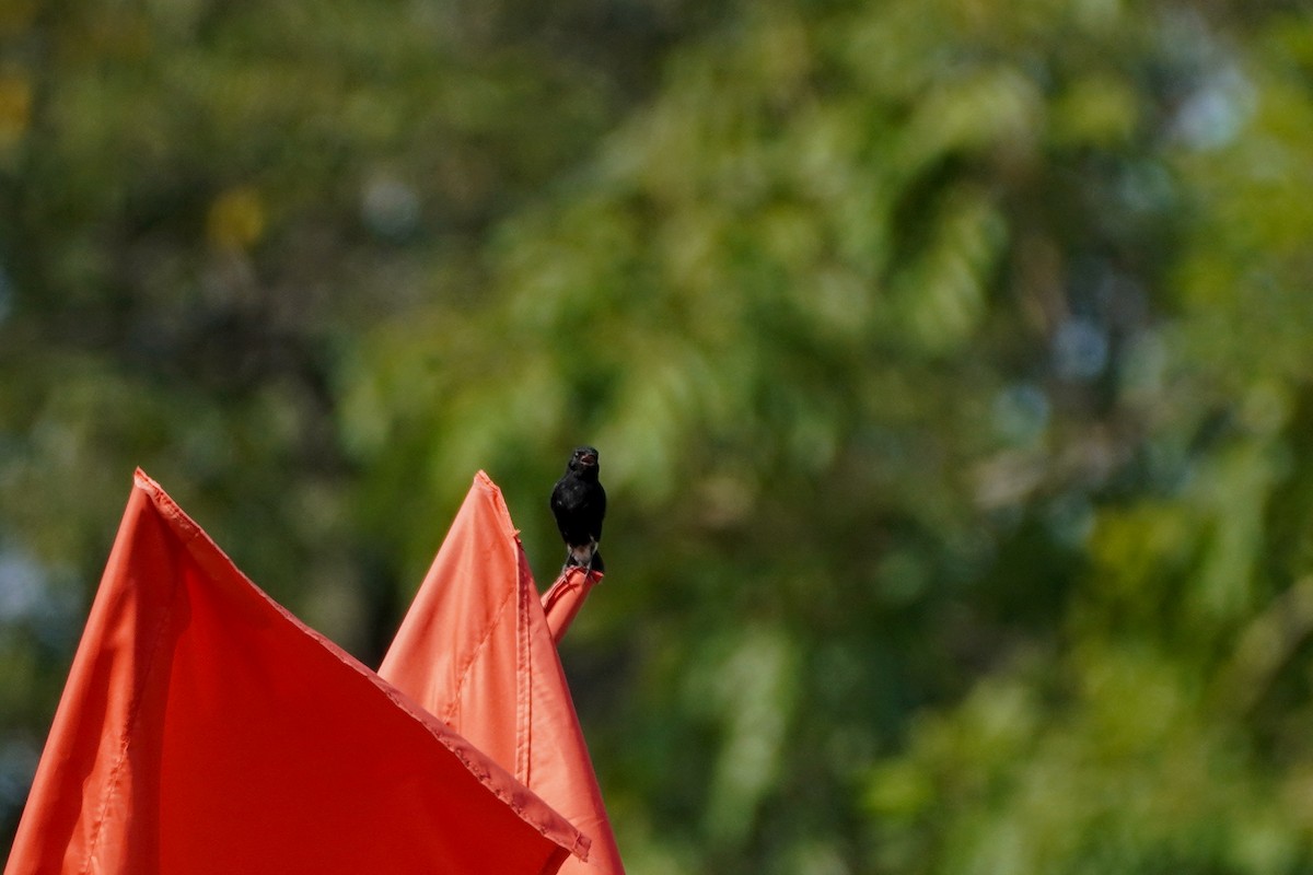 Pied Bushchat - ML623934608
