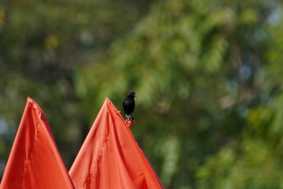 Pied Bushchat - ML623934609