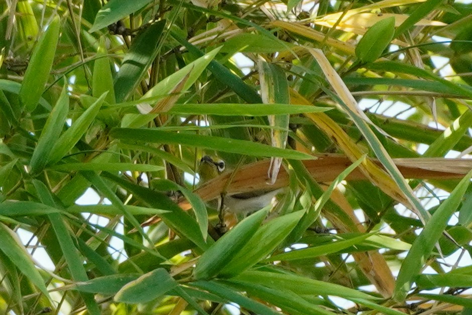 Swinhoe's White-eye - ML623934610