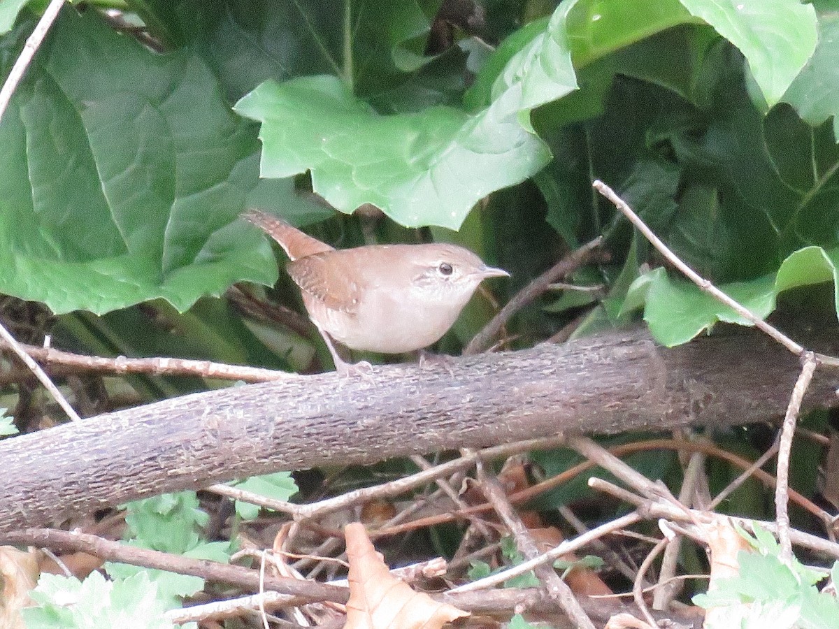 House Wren - ML623934612