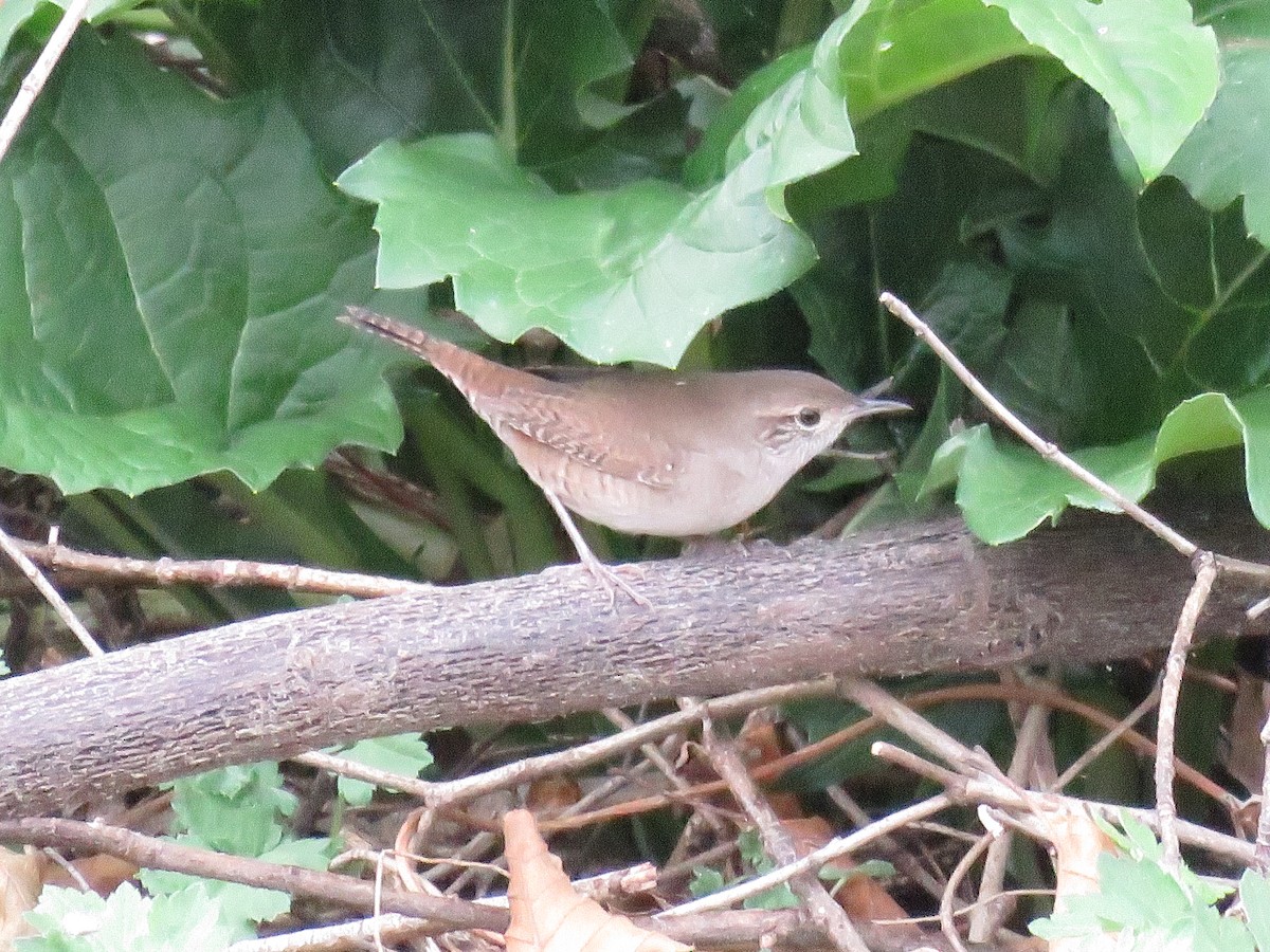 House Wren - ML623934614