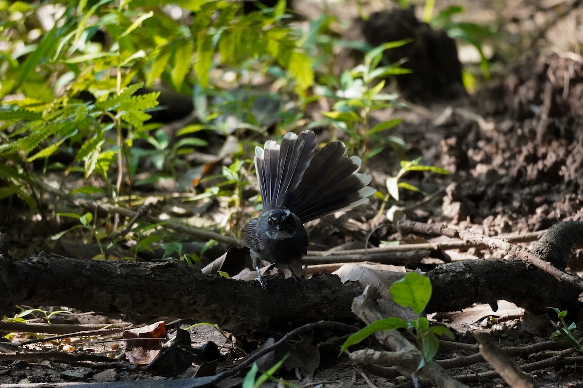 White-throated Fantail - ML623934617