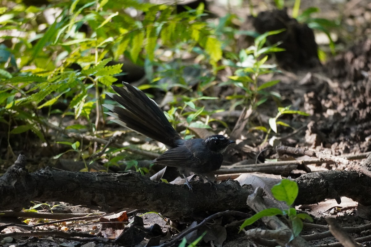 White-throated Fantail - ML623934618