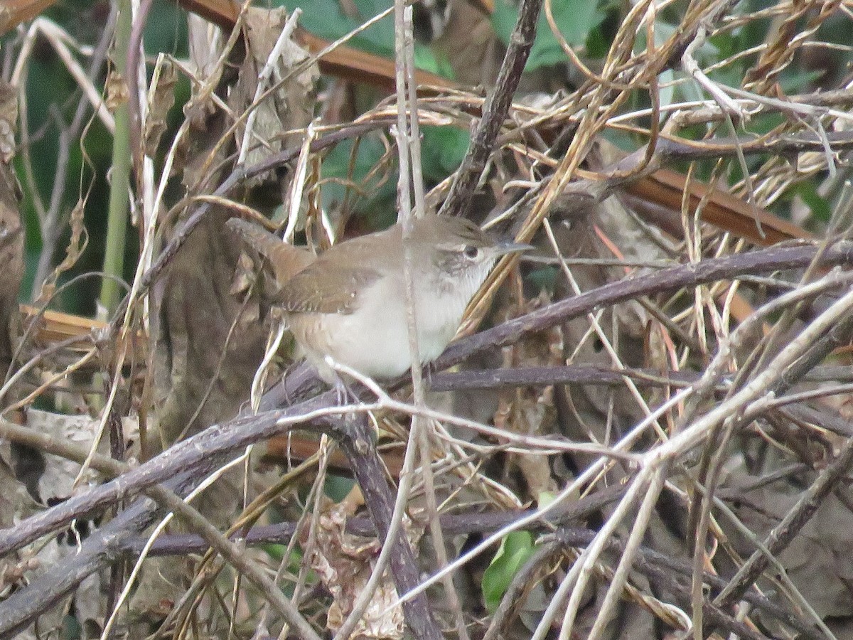 House Wren - ML623934620